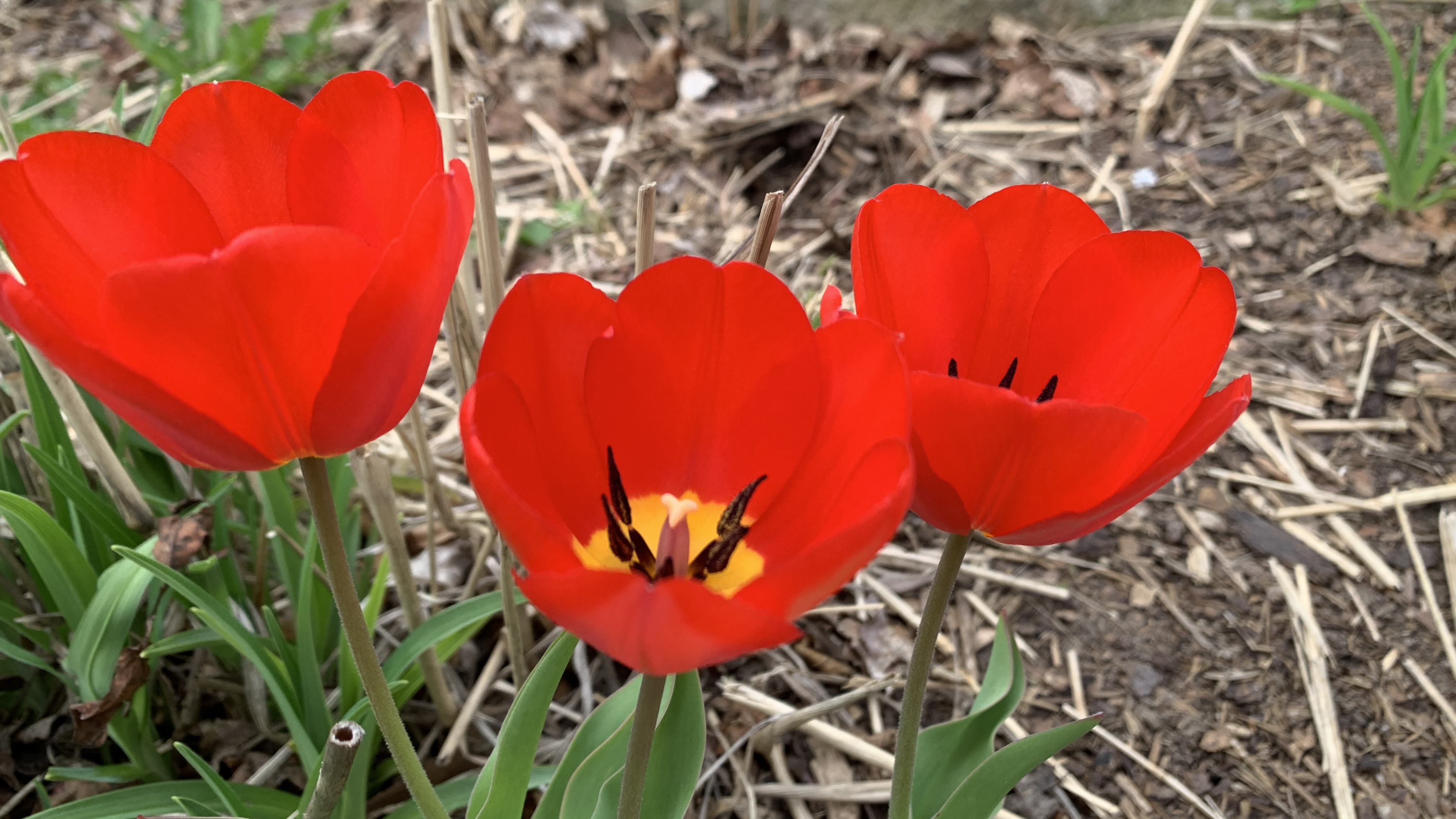 FLORES – Spring Collection