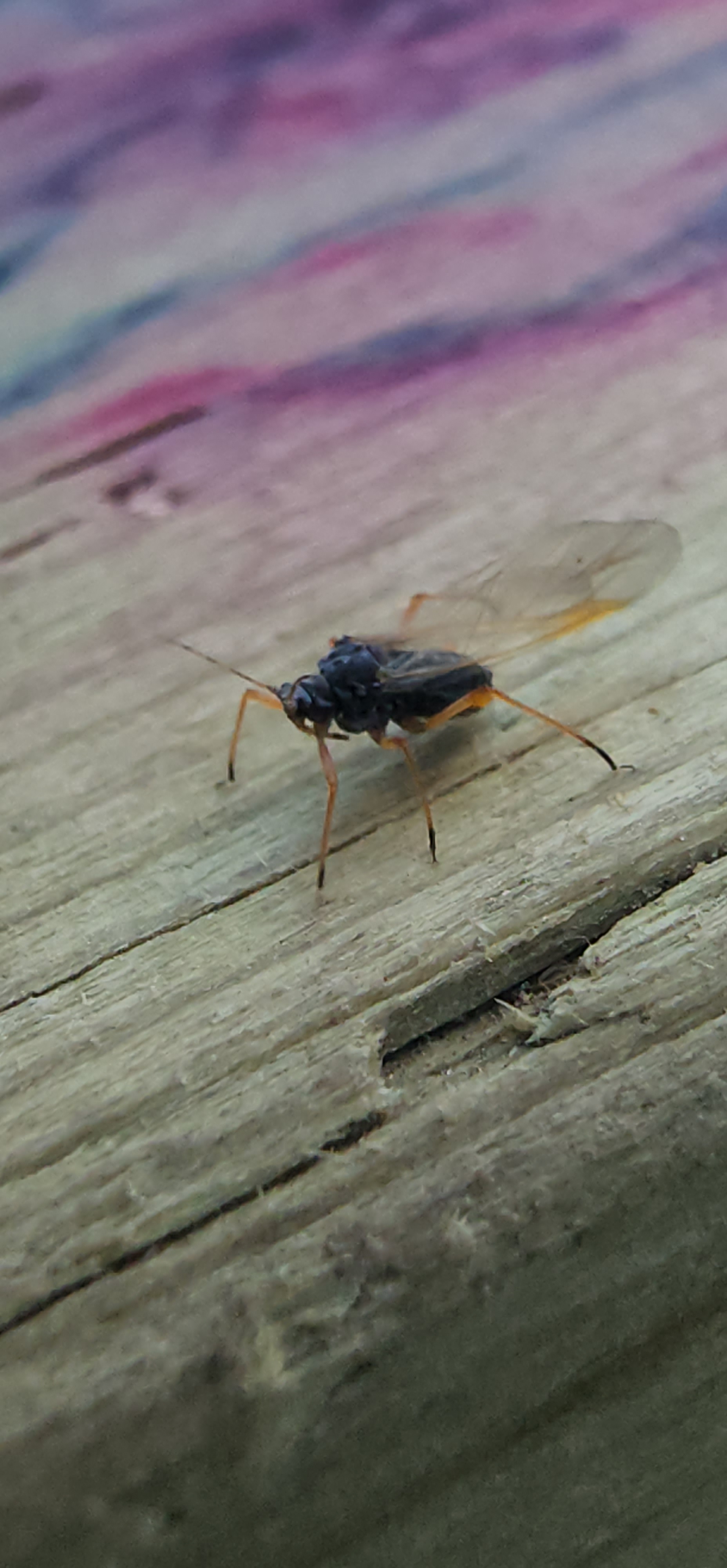 SEPTEMBER 21, 2024 NATURE