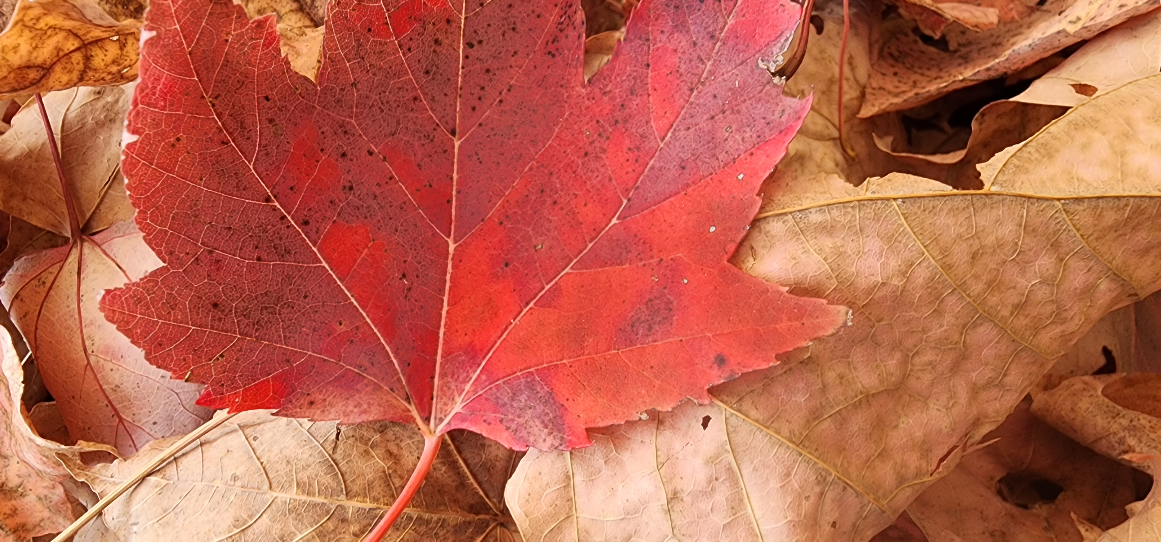 MAPLE LEAF FOREVER