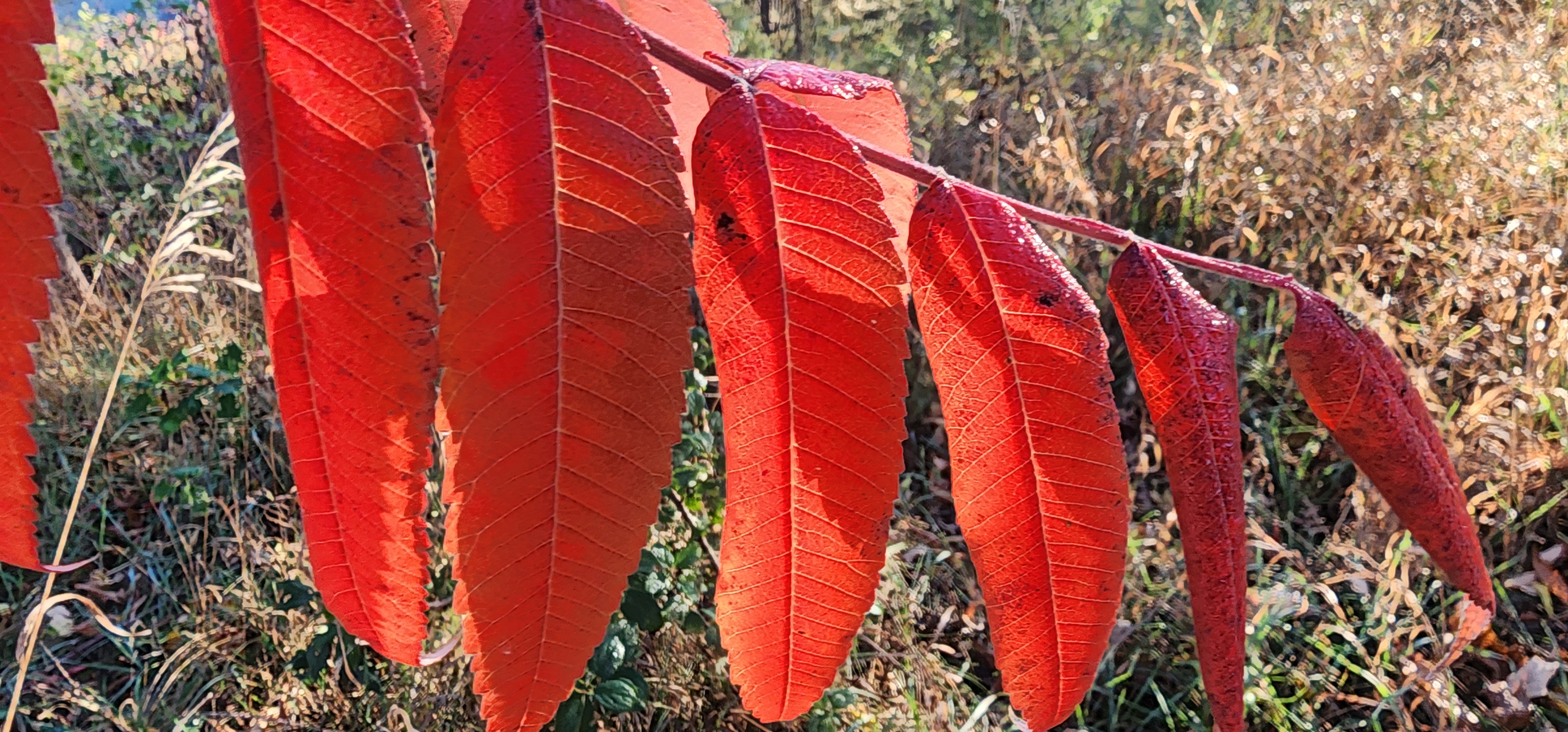 RED, RED, RED, SUMAC