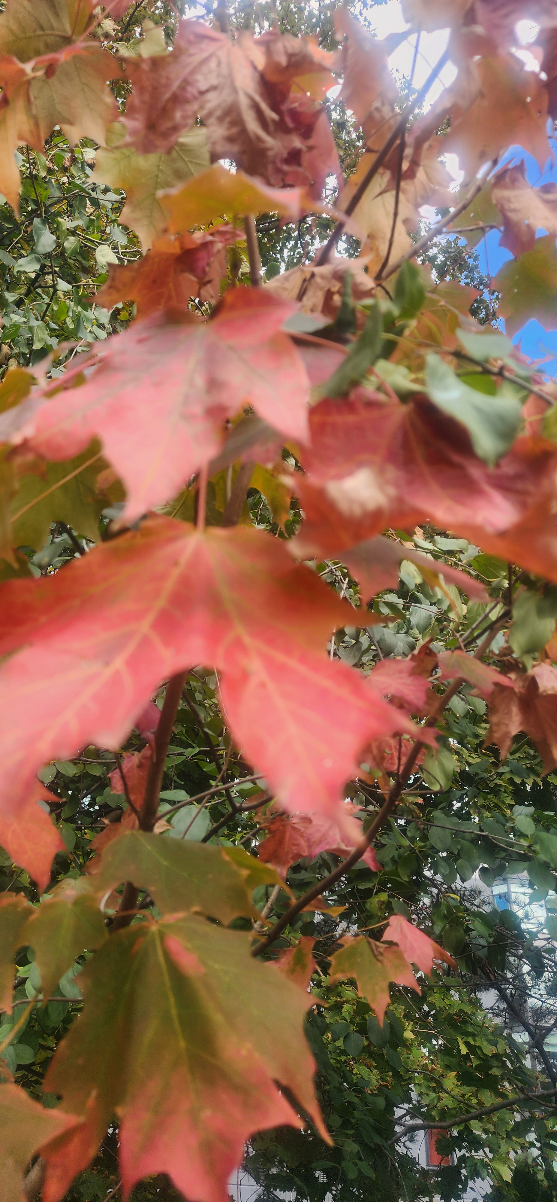 Red Maple Leaves Symbolism in Literature