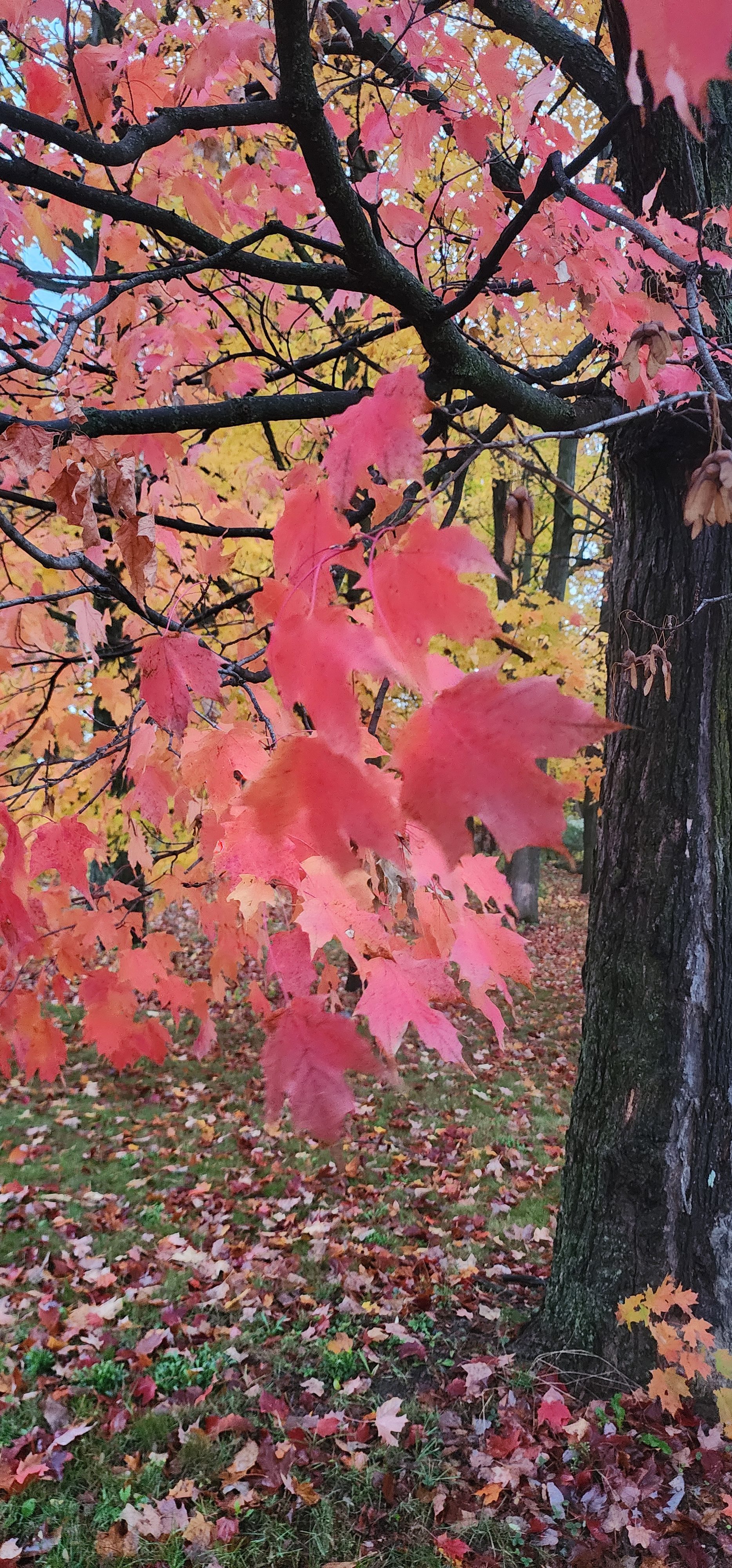 Ode to a Red Maple Leaf — Part II: The Journey