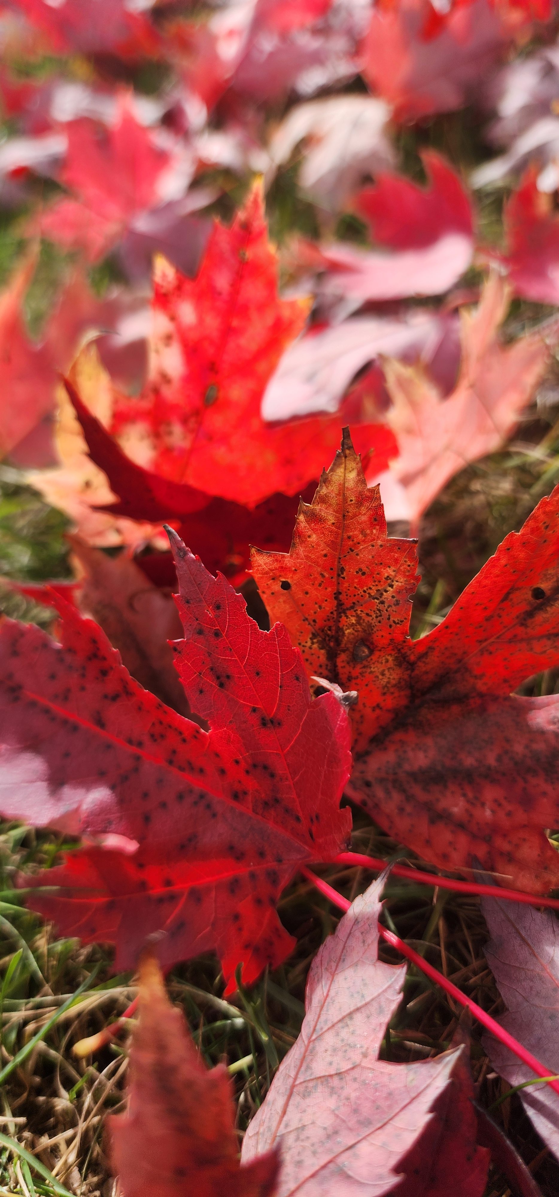 Above Fallen Red Maple Leaves