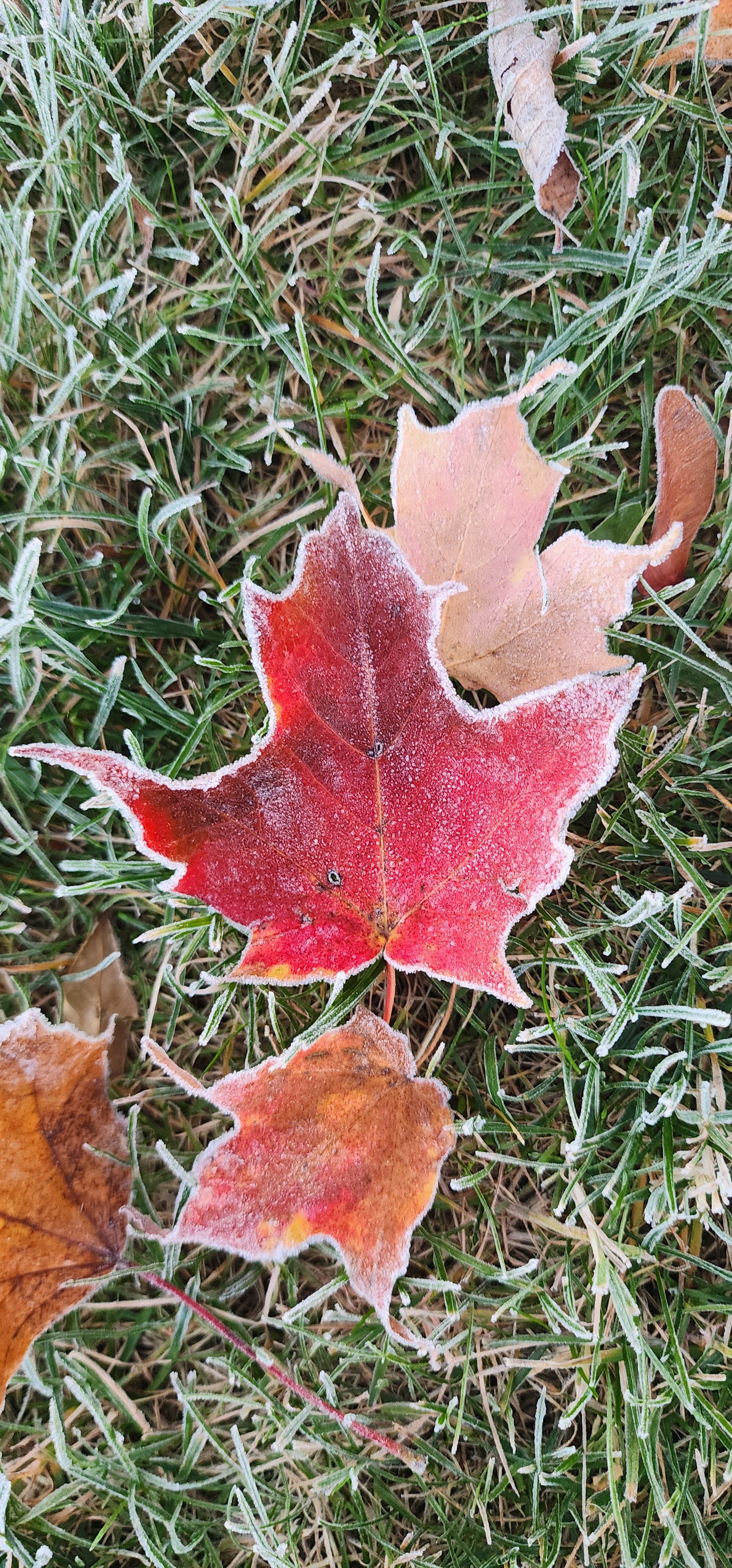 HOAR FROST on FALLEN LEAFS