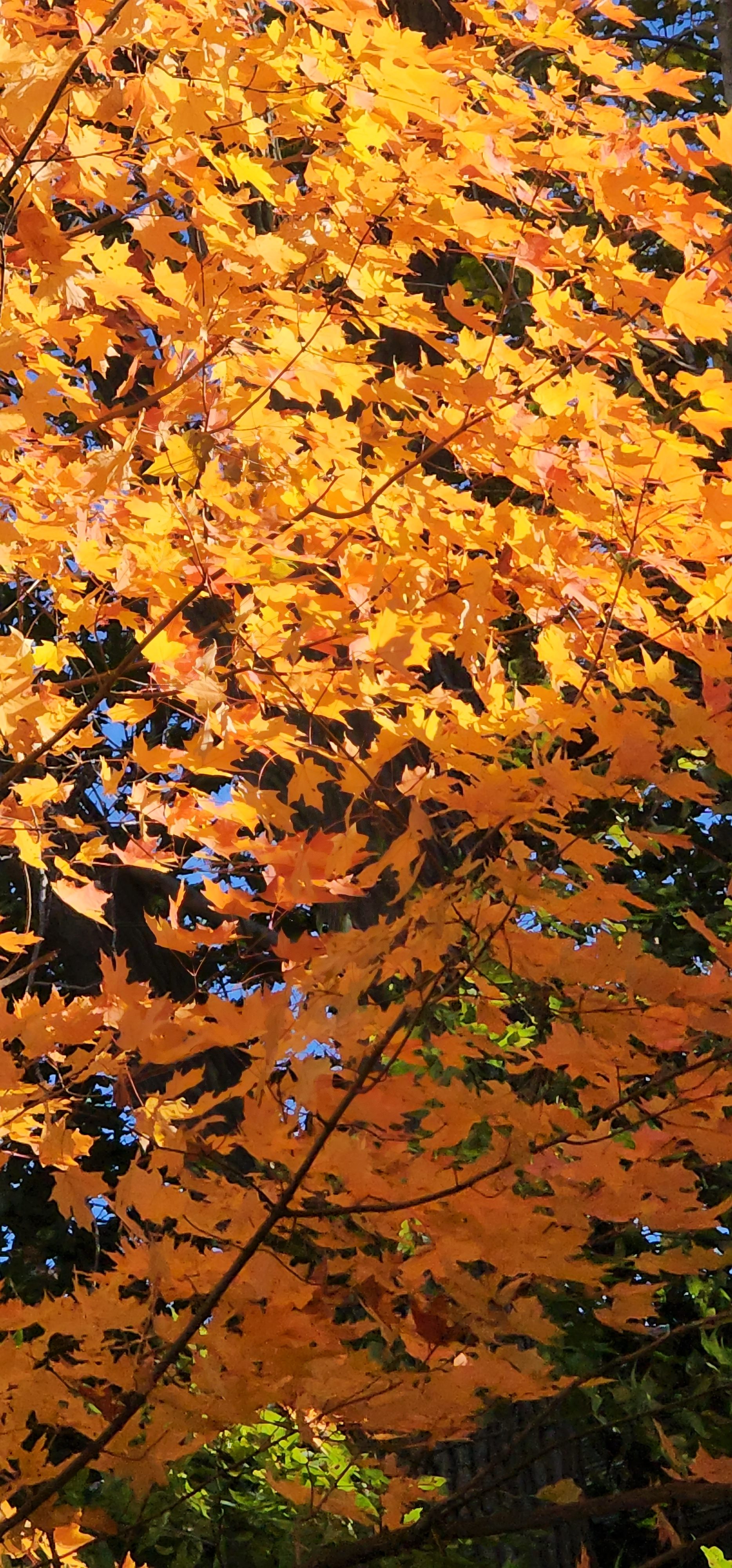 NOT ALL MAPLE ARE RED